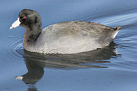 American Coot