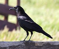 American Crow