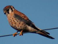 American Kestrel