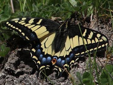 Anise Swallowtail