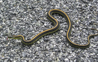 Aquatic Gartersnake