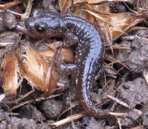 Arboreal Salamander