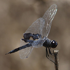 Black Saddlebags