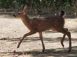 Black-tailed Deer fawn