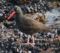 Black Oystercatcher