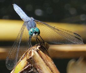 Blue Dasher