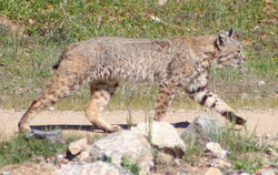 Bobcat