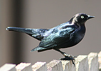 Brewer's Blackbird