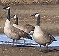 Canada Goose