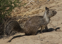 California Ground Squirrel