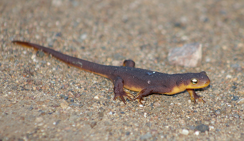 California Newt