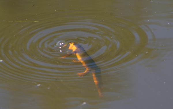 California Newt