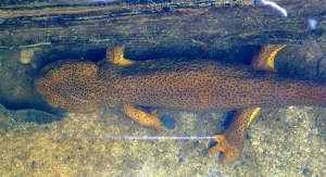 California Newt