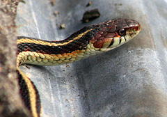 California Red-sided Gartersnake