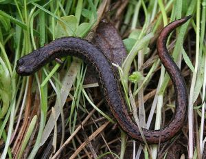 California Slender Salamander