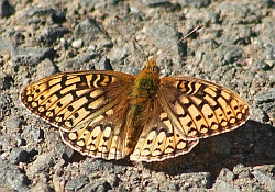 Callippe Fritillary