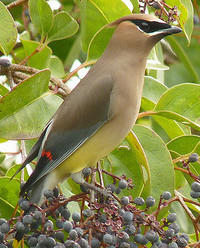 Cedar Waxwing