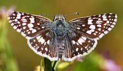 Common Checkered-Skipper