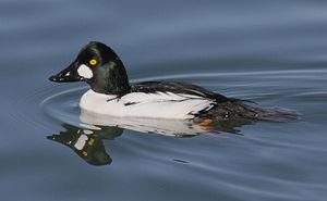 Common Goldeneye