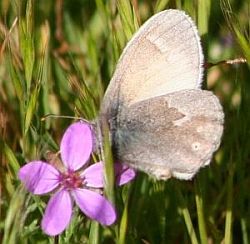 Common Ringlet