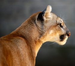 Mountain Lion