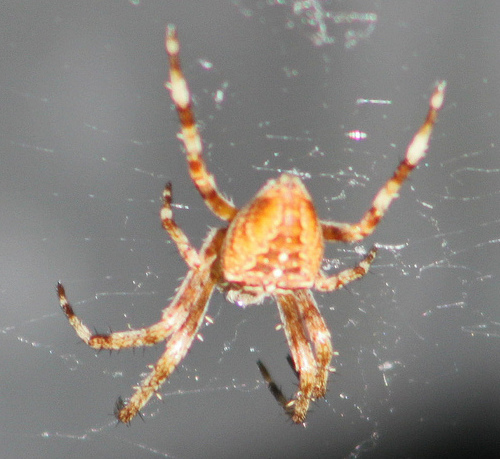 Cross Orbweaver