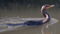 Double-crested Cormorant