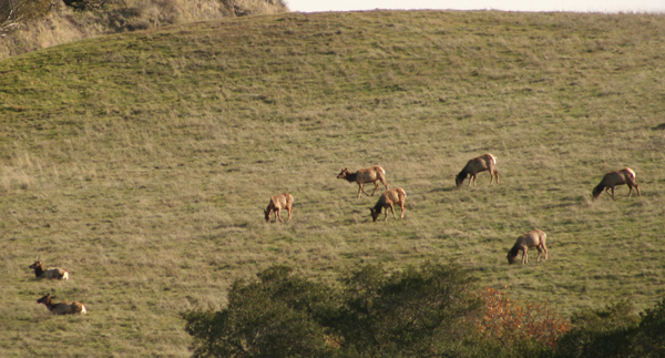 Tule Elk herd Sunol Regional Wilderness