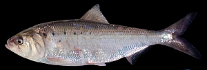 American Shad