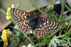 Bay Checkerspot Butterfly