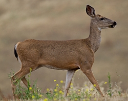 Black-tailed Deer