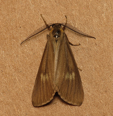 California Oak Moth