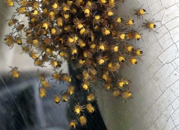 Cross Orbweaver Hatchlings