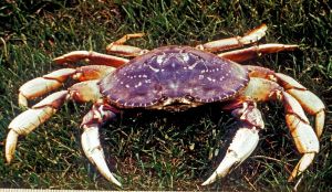 Dungeness Crab