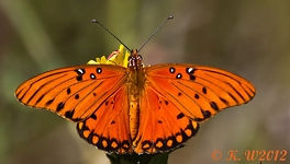 Gulf Fritillary