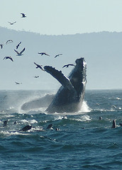 Humpback Whale