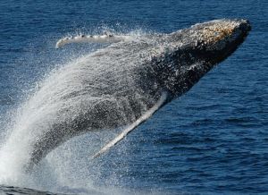 Humpback Whale