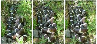 California Kingsnake eating Rattlesnake