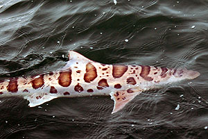 Leopard Shark