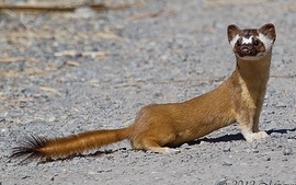 Long-tailed Weasel