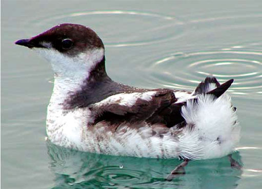 Marbled Murrelet