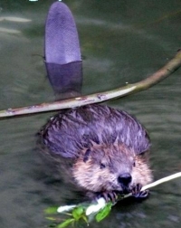 Beaver