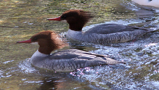 Common Mergansers