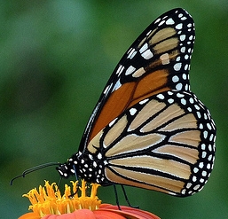 Monarch Butterfly