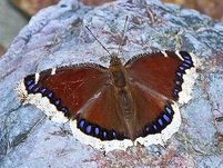 Mourning Cloak