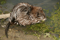 Muskrat