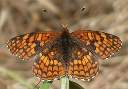 Northern Checkerspot