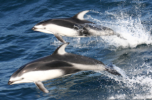 Pacific White-sided Dolphin