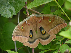 Polyphemus Moth