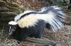 Striped Skunk